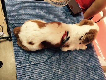 Chiffon laid quietly during Acupuncture treatment session with Dr Oh